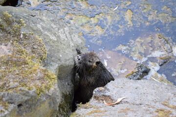 Wall Mural - Nutria sitzt aufreche