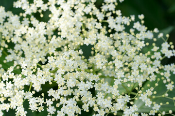 Poster - Sambucus nigra, black elder flowers closeup selective focus