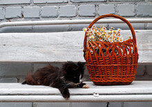 Cute Fluffy Kitten Lies On A Bench Near A Wicker Basket With A Bouquet Of Daisies.