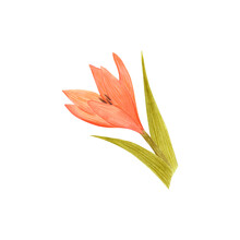 Handdrawn Watercolor Orange Lily With Green Leaves On The White Background. Scrapbook Design, Typography Poster, Label, Banner, Post Card.