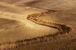 plowed fields in Italy in Tuscany. Autumn in October. The landscape is characterized by its ripples. The remaining dry grain here forms the letter S