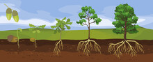 Summer Landscape With Life Cycle Of Oak Tree. Growth Stages From Acorn And Sprout To Old Tree With Root System