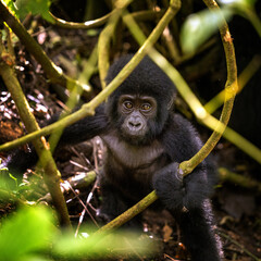 Baby gorilla, gorilla beringei beringei, in the undegrowth or Bwindi Impenetrable Forset, Uganda. This is a memebr of the  Muyambi family group.