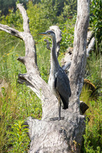 Grey Heron Young Bird On A Big Wood Log Looking Straight To The Camera. Herring Bird Close Photo In Natural Environment.