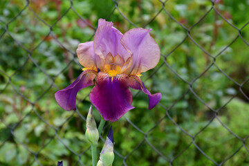 Wall Mural - beautiful blooming iris in the garden on a blurry background. the natural texture of the petals