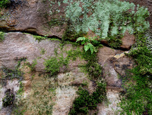 Layers Of Droop Sandstone With Ferns, Moss, And Lichens Growing On Surface And In Crevices In Beartown State Park In West Virginia.