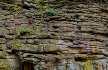 Layers Of Droop Sandstone With Ferns, Moss, And Lichens Growing On Sheer Cliff Face In Beartown State Park In West Virginia.