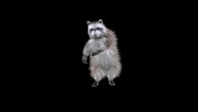Raccoon Dance CG Fur 3d Rendering Animal Realistic CGI VFX Animation Loop Composition 3d Mapping Cartoon, With Alpha Matte