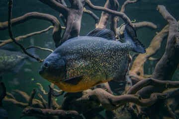 Wall Mural - Piranha underwater. Dangerous aggressive fish in dark piranha aquarium with roots