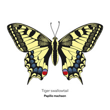 Tiger Swallowtail Butterfly, Papilio Machaon, Vector Illustration