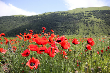 Wall Mural - beautiful field of wild bright red poppies in the green mountain valley