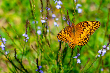 Variegated Fritillary Sitting Atop Some Purple Flowers Gathering Nectar. 