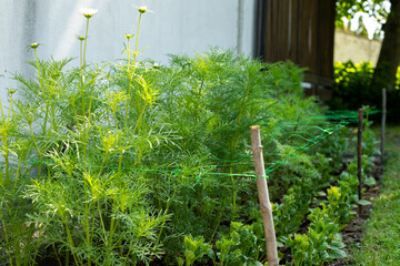 cut flower netting. plant support net. using plastic garden netting to support cosmos plants. flower