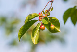 Fototapeta  - Młode owoce wiśni w uprawie ekologicznej. Sad bez chemicznych środków ochrony roślin
