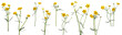 Many stems of yellow meadow wildflowers at various angles on white background