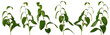Various stems of Solomon's Seal forest plant with unopened flowers on white background