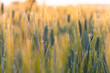 Barley cereal crop field in spring. photo