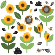 Sunflower Vector Set With Seed And Birds