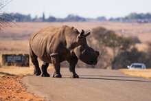 An Endangered White Square Lipped Wild Rhinoceros Walking On A Tarmac Road Through The Cars During A Safari Drive In A Nature Reserve In South Africa. De Horned For Anti Poaching  