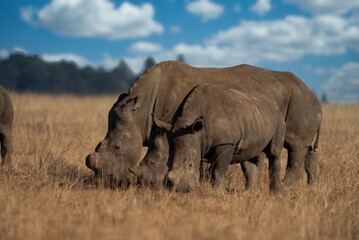 outdoors,adult,safari,safari animals,tourism,savannah,white rhinoceros,bush,rhinoceros,wilderness,south,horned,large,environment,animal,mammal,nature,grass,africa,travel,grassland,background,outdoor,b