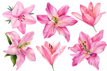 Lilies, Set Pink Flowers On An Isolated White Background, Watercolor Illustration, Collection, Greeting Card