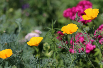 Wall Mural - Blooming California poppies (Eschscholzia californica) on flower bed. Selective focus.