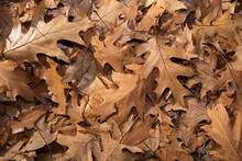 Background With Brown Oak Leaves On The Ground On A Sunny Autumn Day