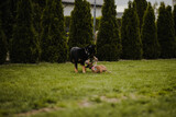 Fototapeta  - Szczeniak whippet bawi się z dorosłym czarnym psem na zielonym podwórku
