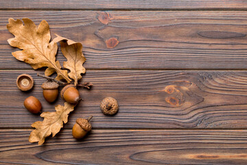 Wall Mural - branch with green oak tree leaves and acorns on colored background, close up top view