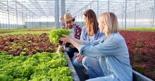 Agricultural Colleagues Working With Lettuce Pots In Sunny Industrial Greenhouse. Handsome Male Worker In Hat Using Digital Tablet While Women Supervising Growing Of Plants.