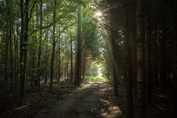 Fototapeta droga las lato drzewa pejzaż