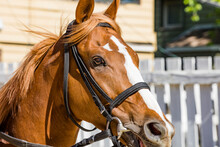 Close-up Of A Chestnut Thoroughbred Racehorse Head With A White Blaze And A Bridle On.