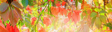 Autumn Landscape, Banner - A View Of The Foliage Of The Virgin Ivy Climbing The Tree Trunk In The Rays Of The Sun. Horizontal Background With Copy Space For Text