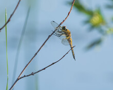 Four Spotted Skimmer Dragonfly In Alaska