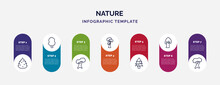 Infographic Template With Icons And 7 Options Or Steps. Infographic For Nature Concept. Included Eastern Redcedar Tree, Sassafras Tree, Northern Red Oak Tree, Shagbark Hickory Balsam Fir American