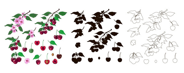 Set of cherries in the cartoon style, outline and black silhouette. Cherry berries, a bunch of cherries, a flowering branch and a branch with a cherry. Fruit. Vector illustration