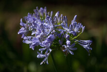 Water Drops On African Lily Flower. Selective Focus On Lily Of The Nile (agapanthus).