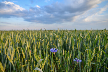 Wall Mural - Close up of single blue cornflowers growing amidst green wheat field, sunset view. selective focus. Low DOF