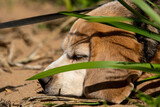 Fototapeta  - beagle śpi nad jeziorem w trawie na piasku