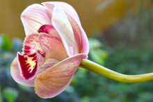 Eavesdropping A Delicate Single Flower Of A Pink Cymbidium Christmas Joy Salmon Orchid The Central Valley And The Pacific Coast Of Costa Rica Are Home To Many Orchids Including The Smallest Platystele
