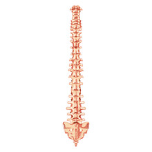 The Human Vertebral Column Spine Anatomy Back Posterior Dorsal View With Intervertebral Disc. Vector Flat Realistic Concept Illustration In Natural Colors, Spine Isolated On White Background.