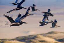 Flock Of Flying Brown Pelicans Close-up, Sand Dunes On Background