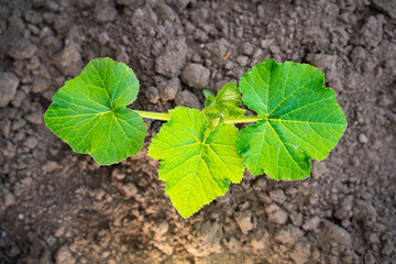 A young green sprout of zucchini with large leaves close-up grows in the soil on a garden bed, in the evening at sunset