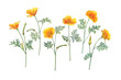 Set of golden Eschscholzia flower (California sunlight, cup of gold, tufted desert gold poppy, Mojave poppy). Watercolor hand drawn painting illustration, isolated on white background