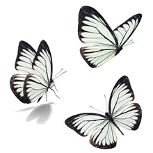 Three White Butterfly