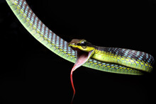 Snake On A Stick