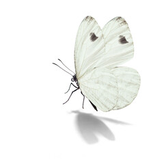 Wall Mural - Beautiful white butterfly