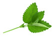 Lemon balm herb leaf on white