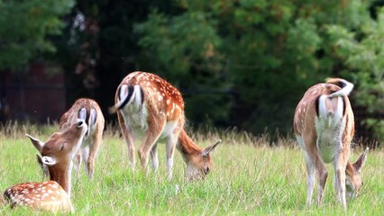 fallow deer grazing in a wildlife park