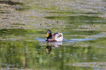 Canvas Print - canard qui nage dans un lac 